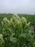 groene_artisjok__tulp_1.JPG